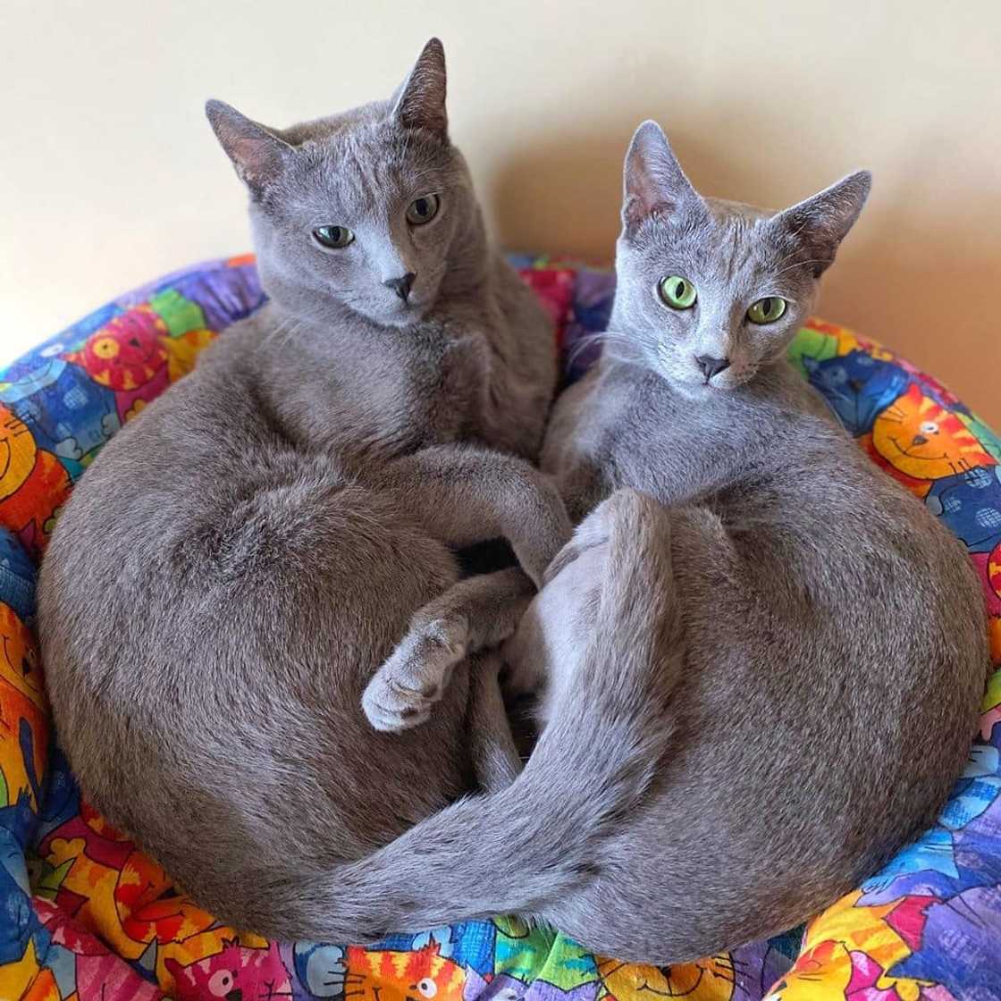 Most expensive cats prices Most expensive cats prices