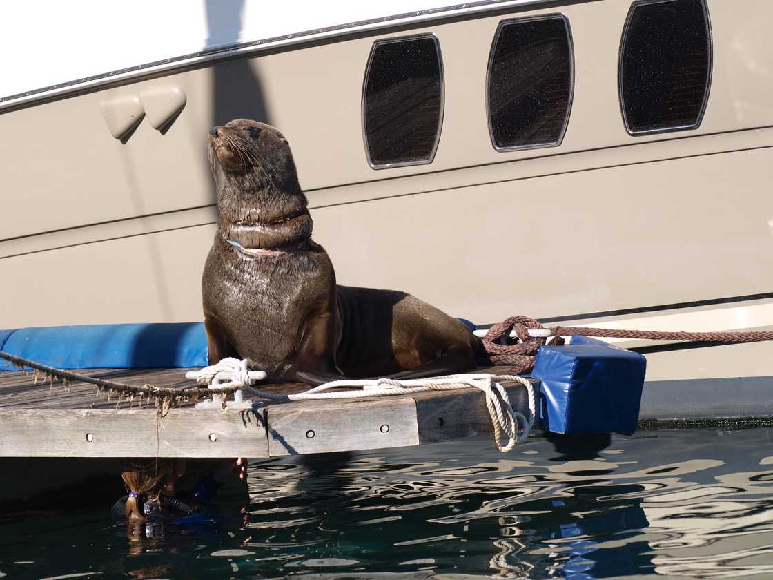 Cape fur seal at Cape Town with plastic noose around its neck Cape fur seal at Cape Town with plastic noose around its neck