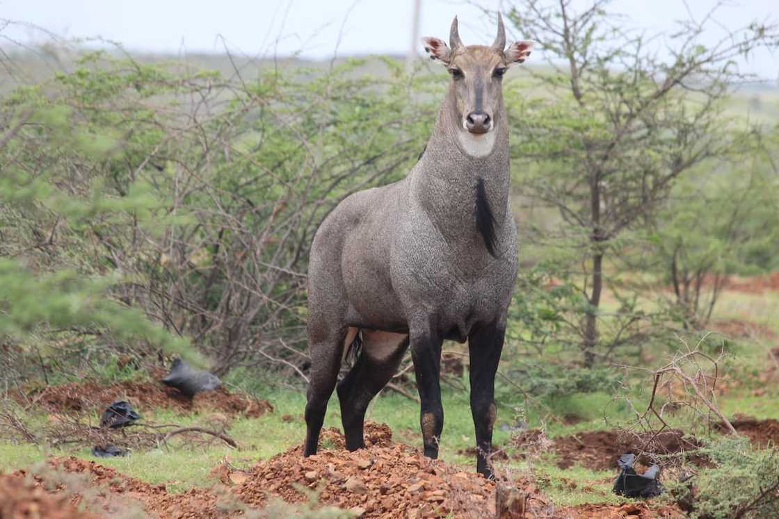 Nilgai captured in a forest Nilgai captured in a forest