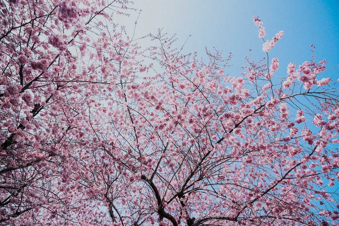 Weather and seasons in South Africa: Here's all you need to know Weather and seasons in South Africa: Here's all you need to know