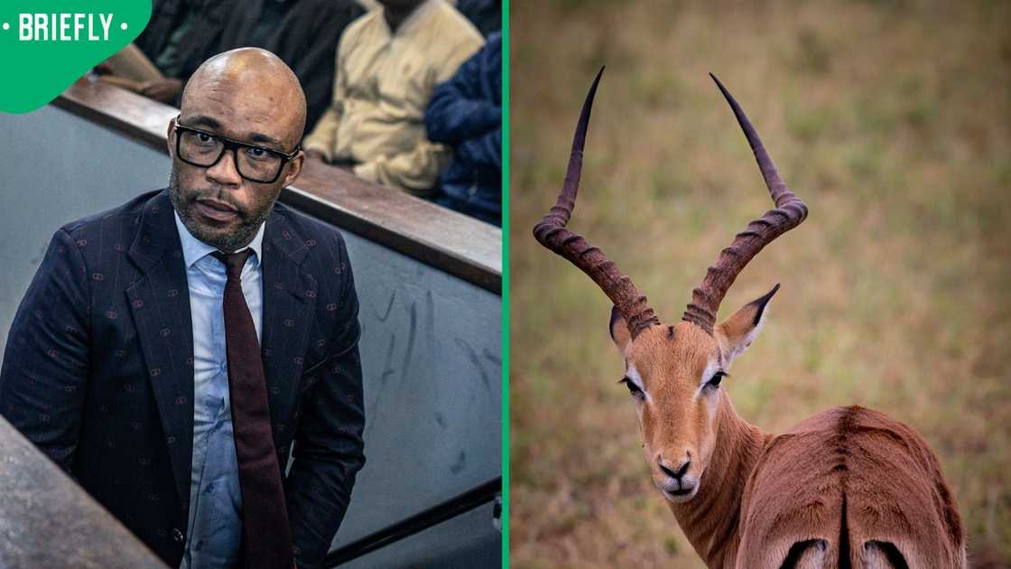 Shadrack Sibiya denied that he received impalas from Vusimuzi Cat Matlala Shadrack Sibiya denied that he received impalas from Vusimuzi Cat Matlala