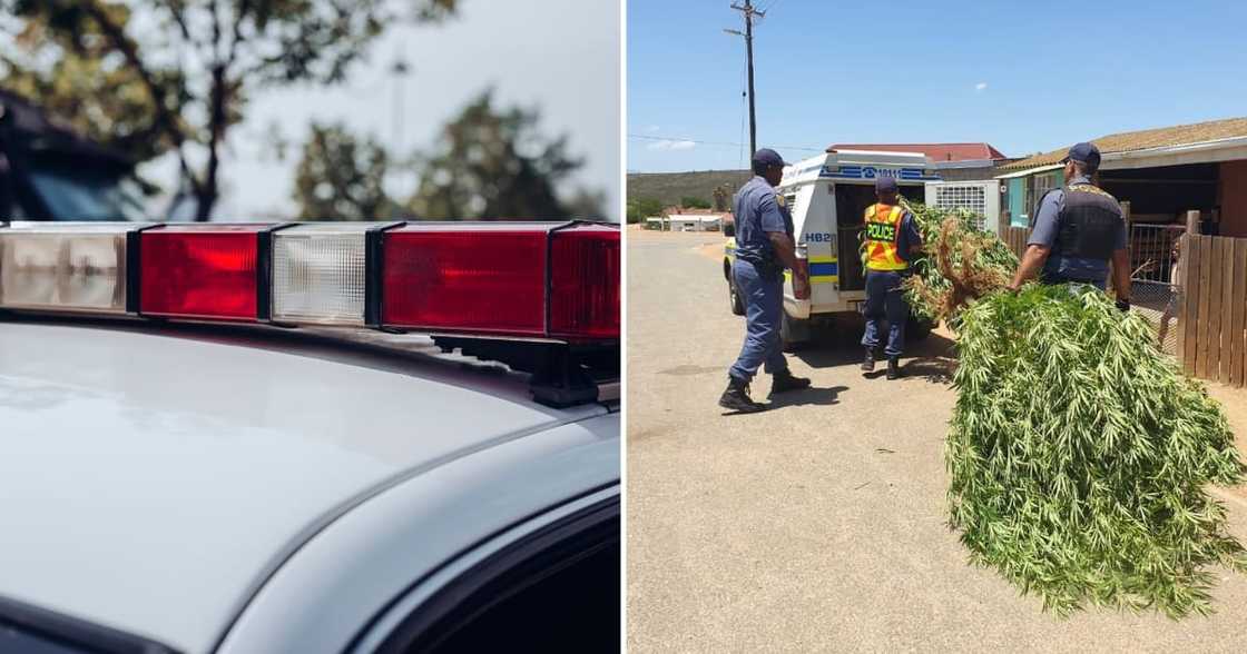 Police confiscates dagga plants Police confiscates dagga plants