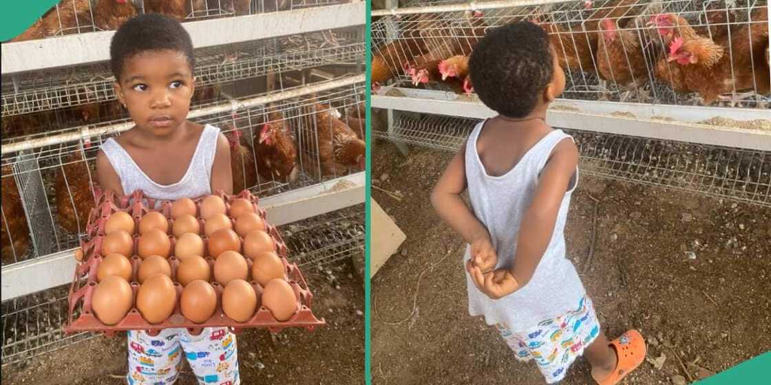 Little girl at a poultry farm Little girl at a poultry farm