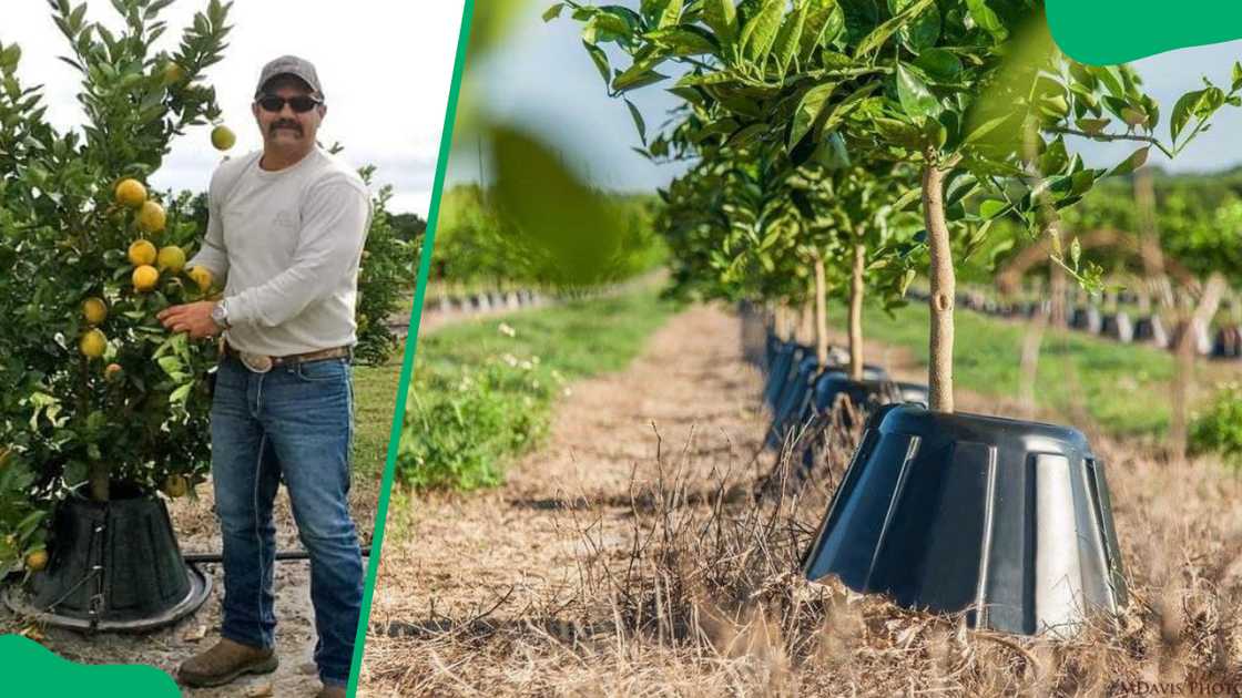 Tree T-PEE’s founder Johnny Georges and his tree T-PEEs on a farmland