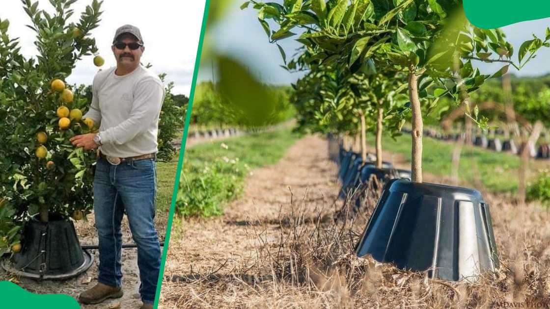 Tree T-PEE’s founder Johnny Georges and his tree T-PEEs on a farmland Tree T-PEE’s founder Johnny Georges and his tree T-PEEs on a farmland