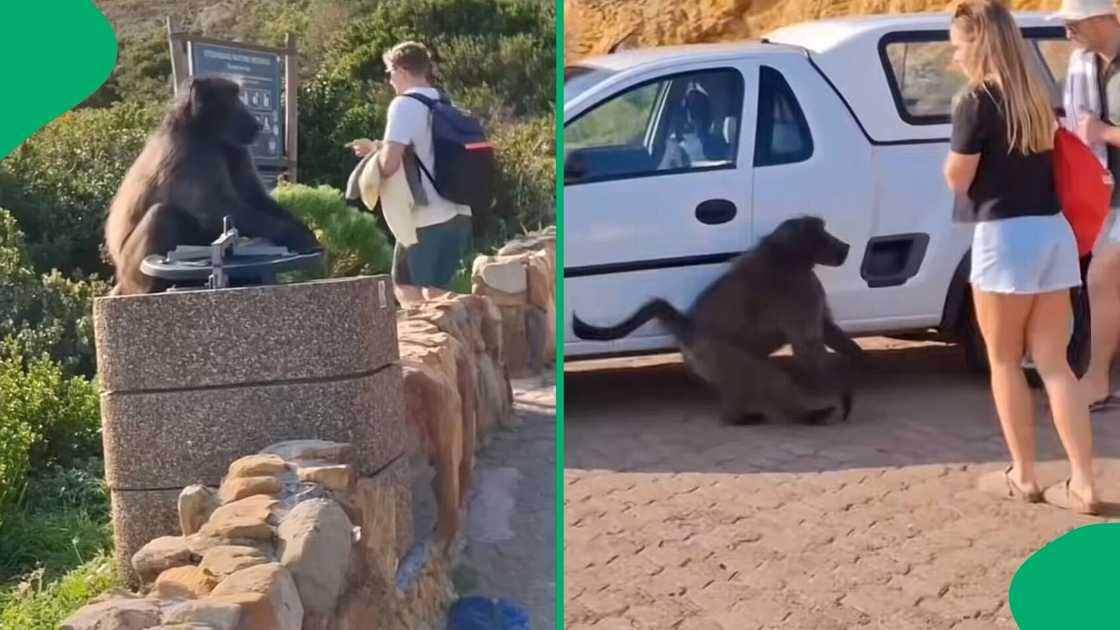 A TikTok video shows a baboon in Cape Town running away with someone's bag after stealing it.