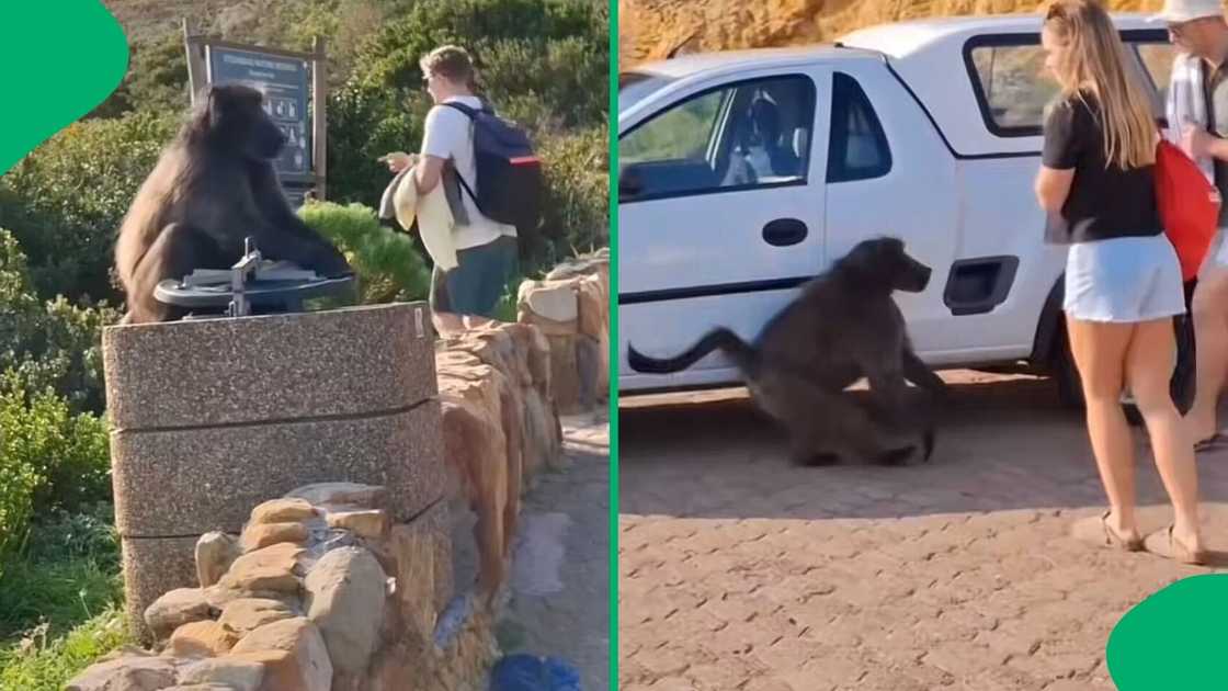A TikTok video shows a baboon in Cape Town running away with someone's bag after stealing it. A TikTok video shows a baboon in Cape Town running away with someone's bag after stealing it.