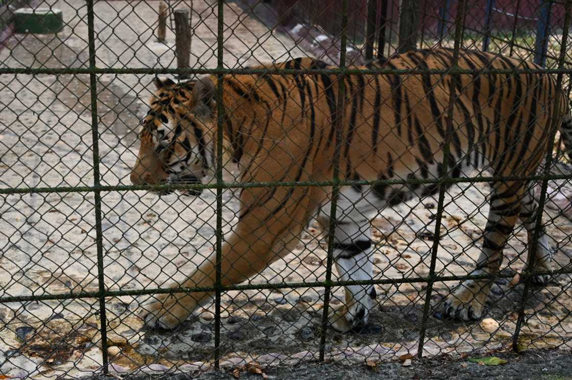 Tiger that attacked was in a Mexican zoo Tiger that attacked was in a Mexican zoo