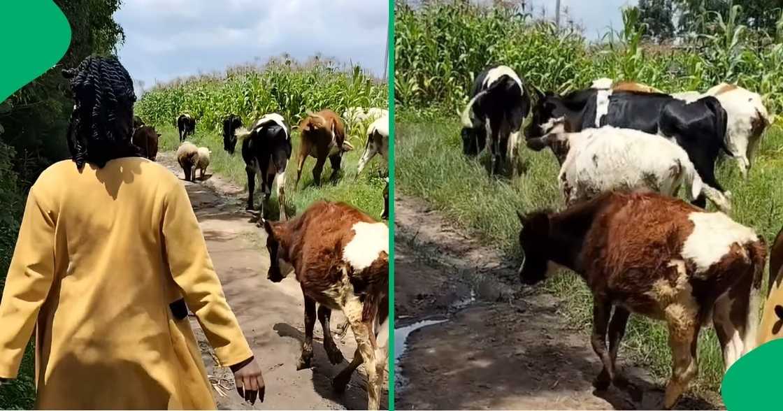 Mzansi reacts to woman returning cows