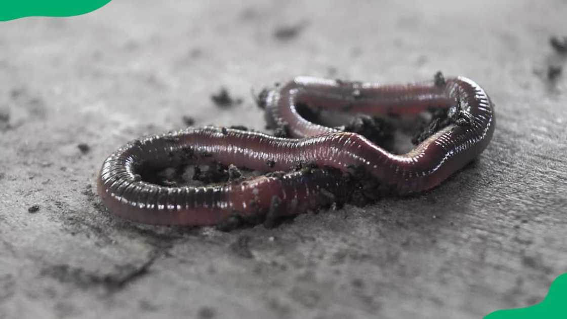 African nightcrawler African nightcrawler