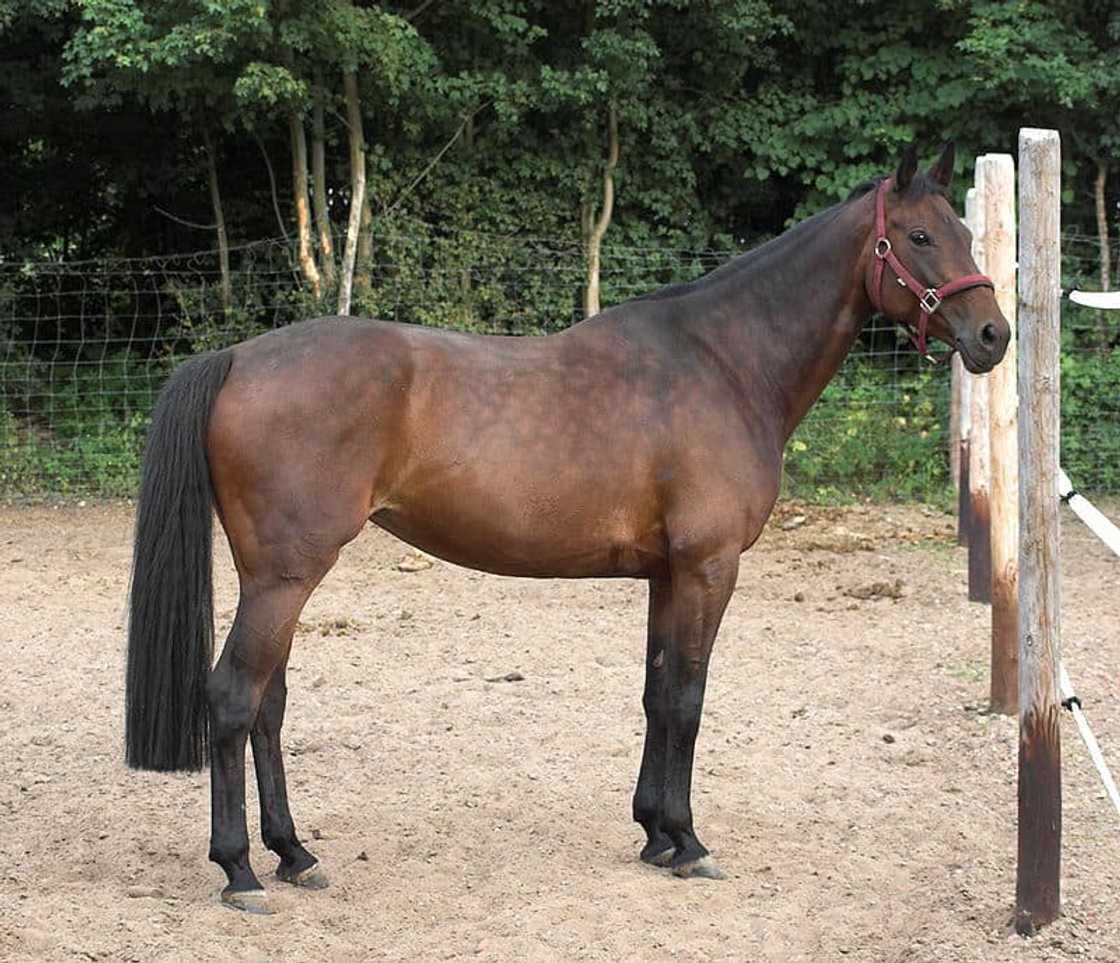 What is the most expensive horse in the world 2021? What is the most expensive horse in the world 2021?