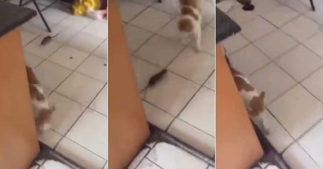 Funny clip, Mouse, Cat, Twitter reactions Funny clip, Mouse, Cat, Twitter reactions