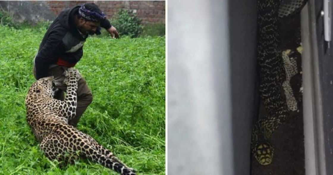 Weekly wrap: Dogs save a man from a leopard attack and a man shared a video of a huge snake he found in his house