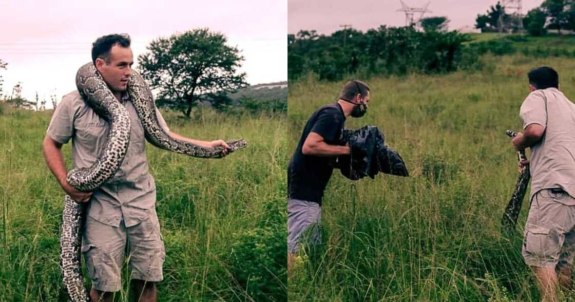 Snake vs Goat: Nick Evans Rescues Massive Hungry Python on Durban Farm Snake vs Goat: Nick Evans Rescues Massive Hungry Python on Durban Farm