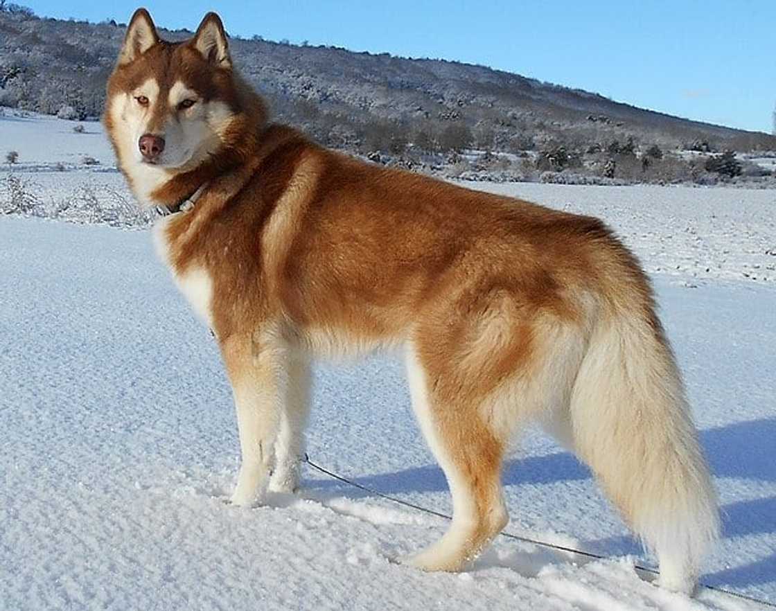 World's strongest dog breed World's strongest dog breed