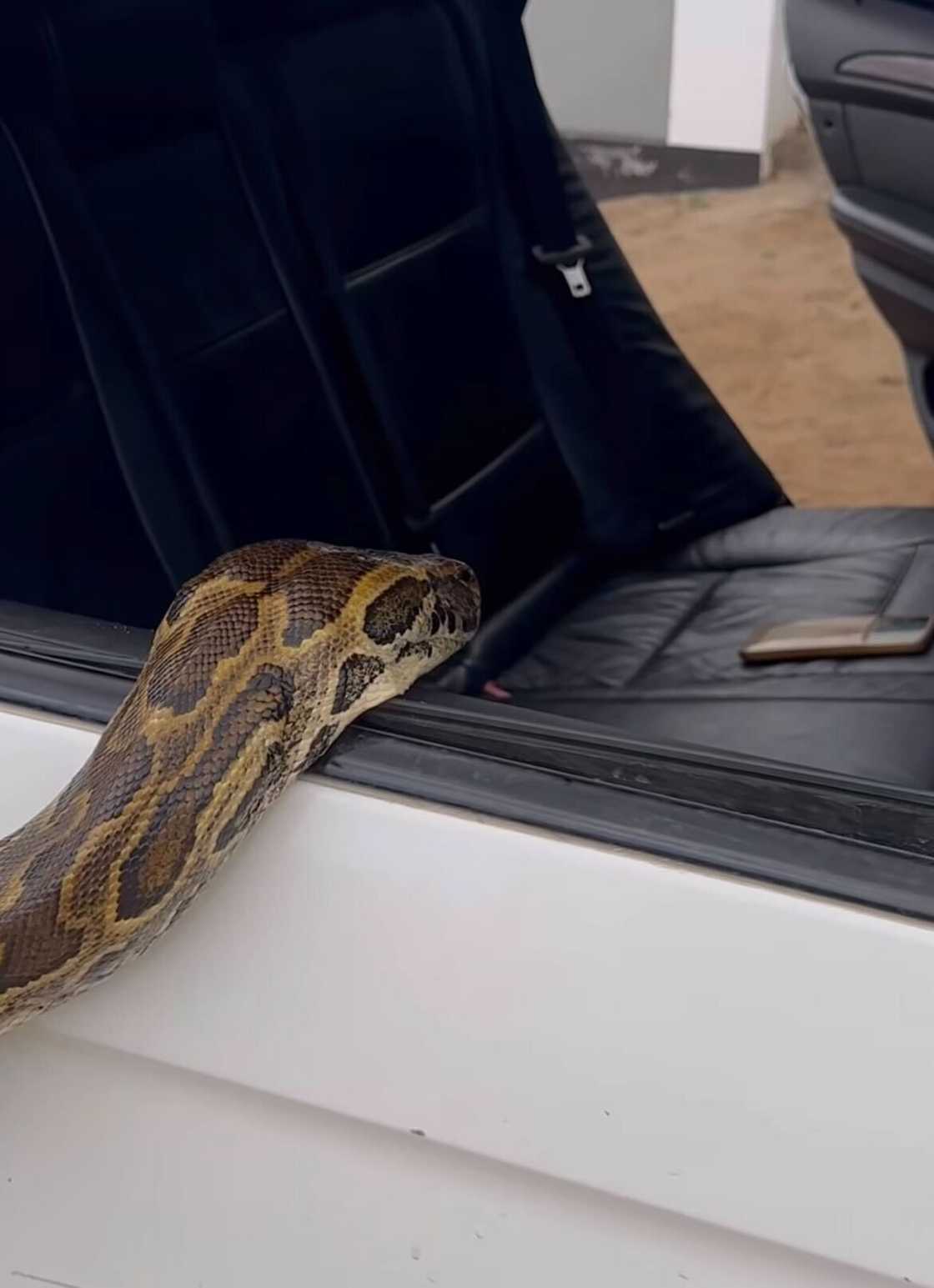 A massive snake slithered up a car window, terrifying a young man in a viral video.