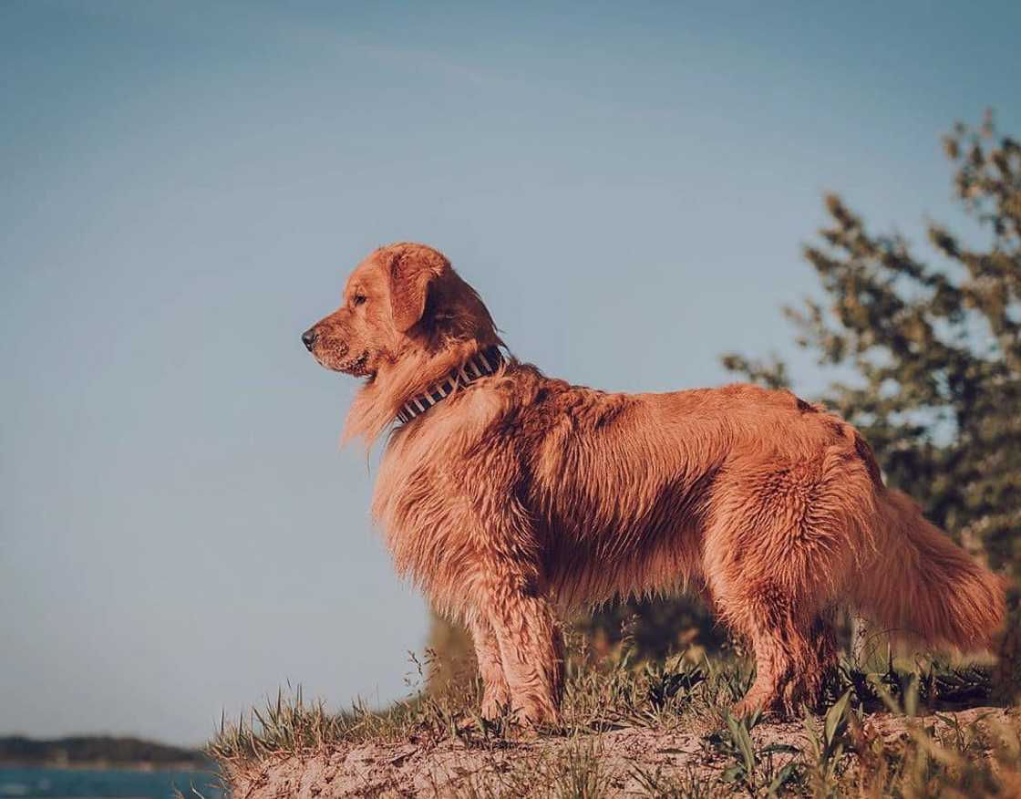 Dog breeds South Africa Dog breeds South Africa