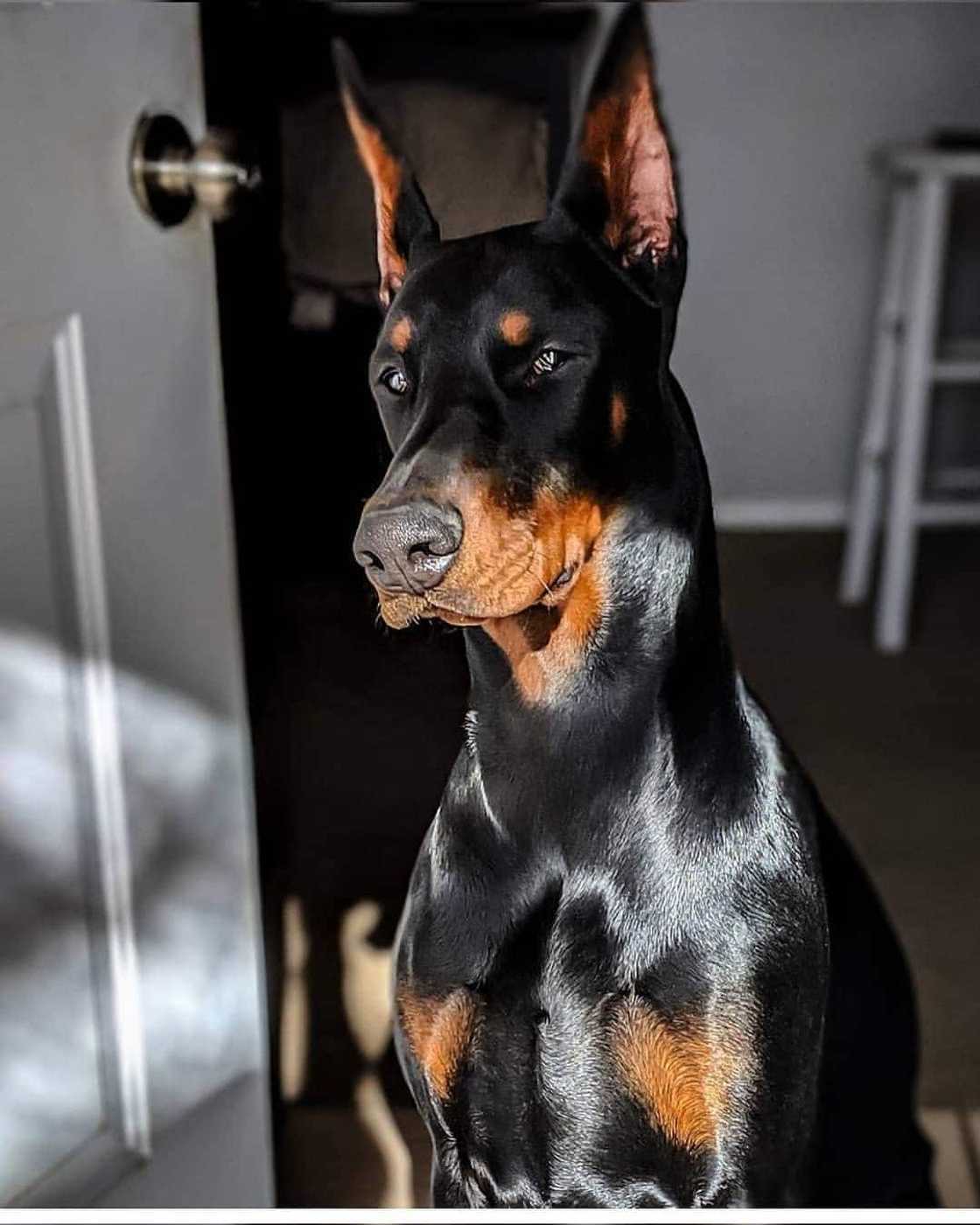 the most dangerous dog the most dangerous dog