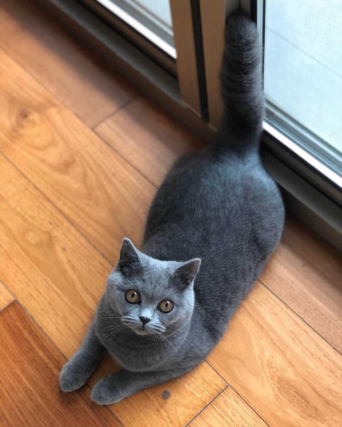 Most expensive cats prices Most expensive cats prices