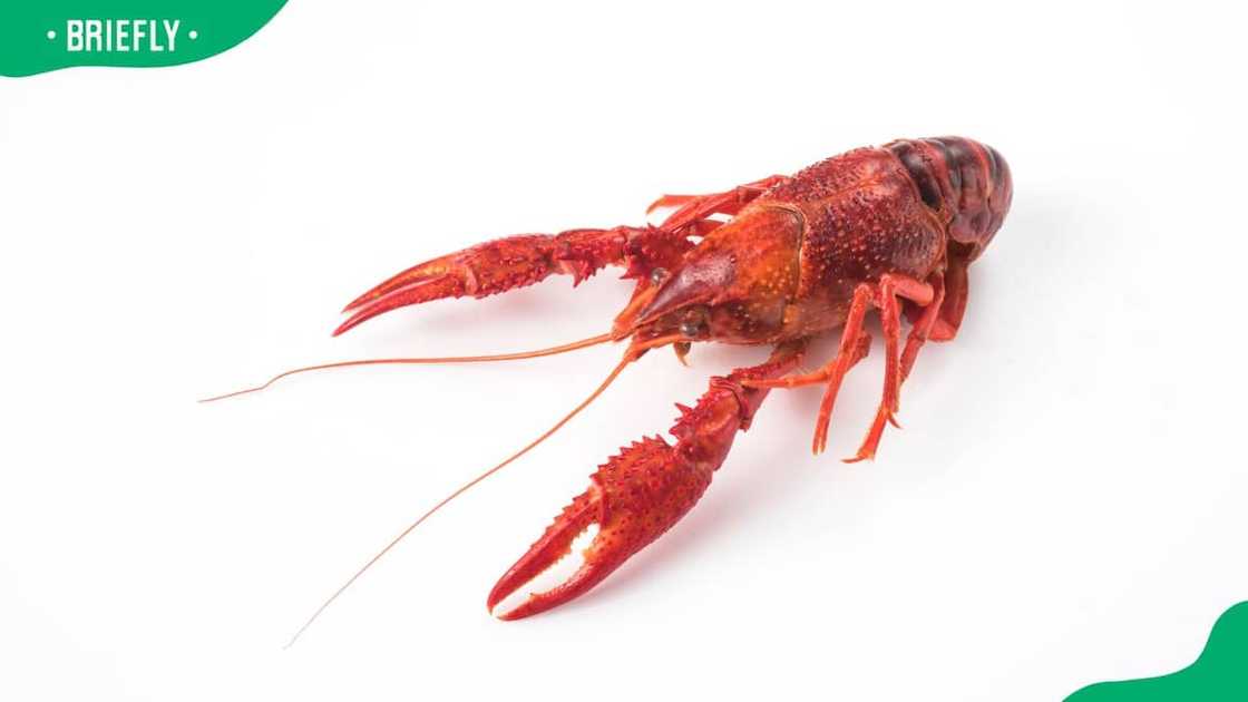 Louisiana crayfish law