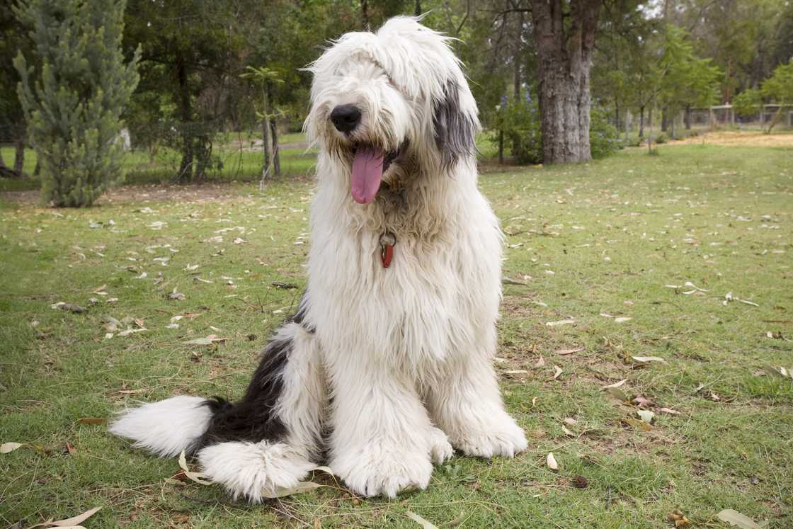 An Old English Sheep Dog sitting.