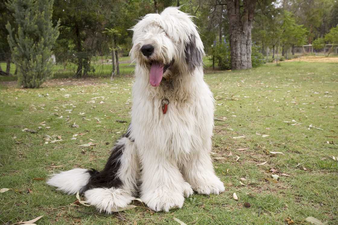 An Old English Sheep Dog sitting. An Old English Sheep Dog sitting.