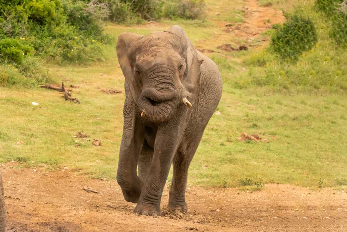 Elephants can get agigated easily