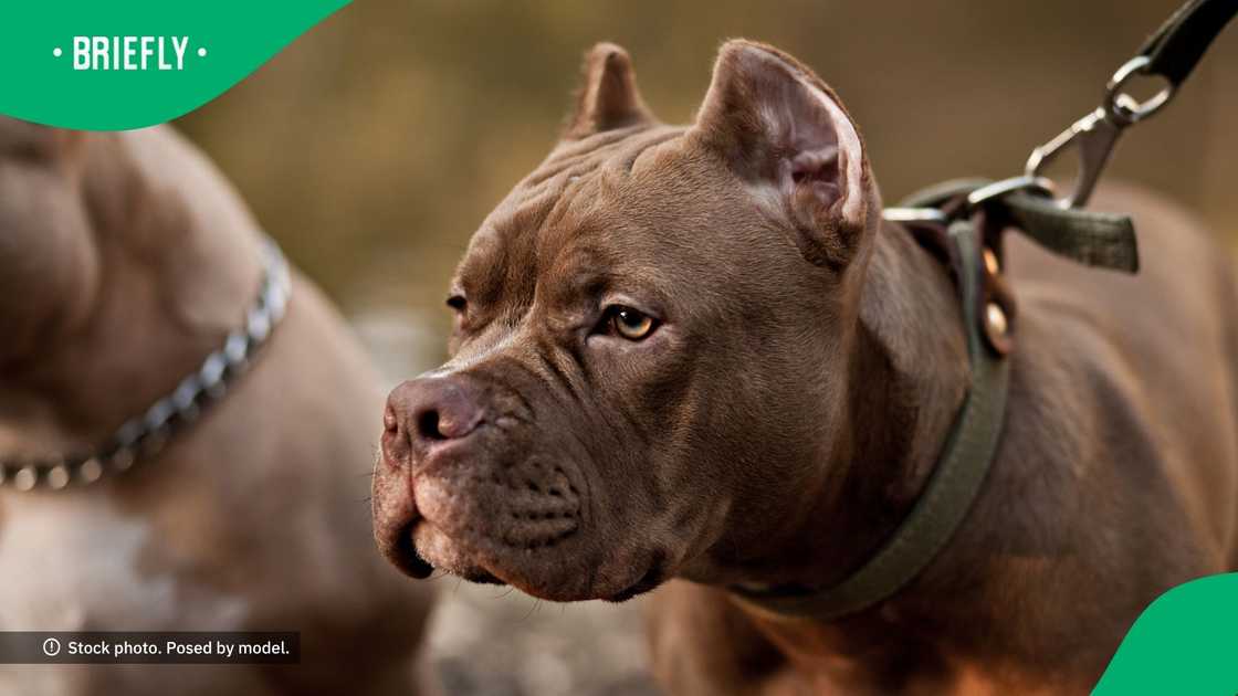 A woman will be sent to prison after her dog killed her son A woman will be sent to prison after her dog killed her son