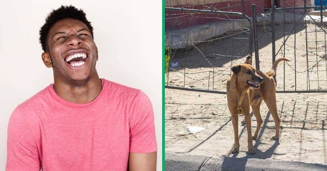 South Africans were entertained by a kasi dog's shenanigans South Africans were entertained by a kasi dog's shenanigans