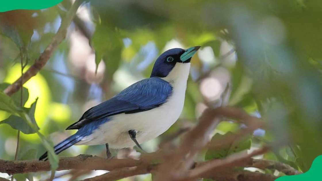 Vanga bird in a forest