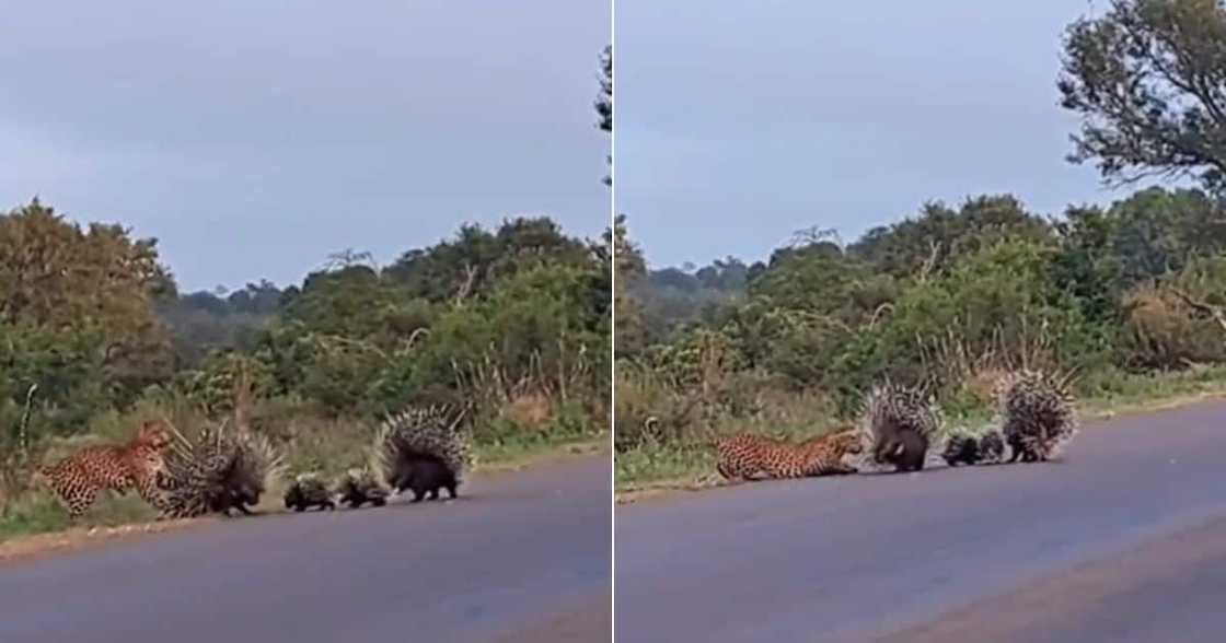 TikTok video shows leopard fighting two porcupine protecting their babies TikTok video shows leopard fighting two porcupine protecting their babies