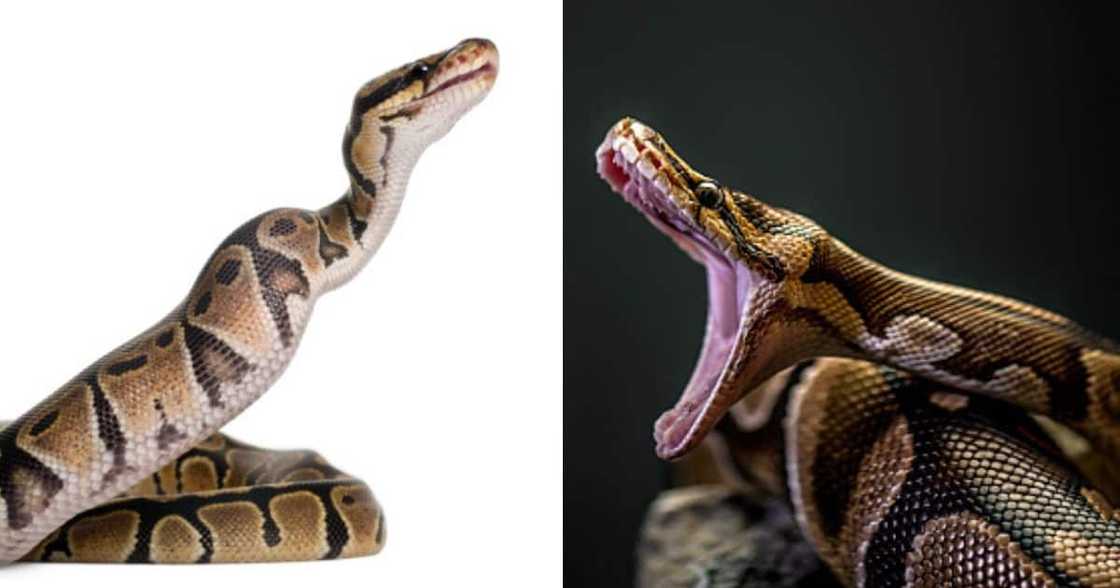 Python attacks boy Python attacks boy