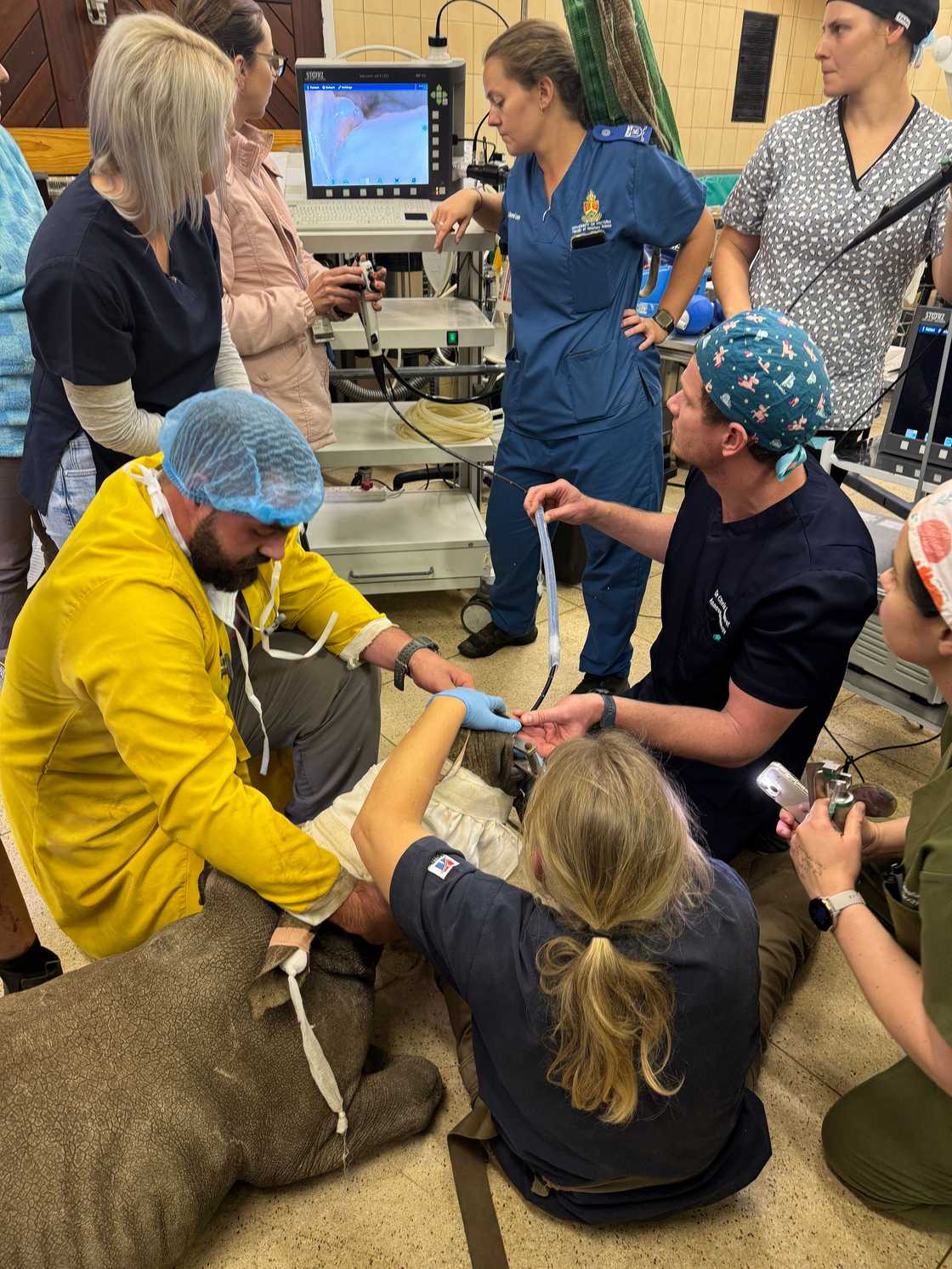 Orphaned white rhino calf undergoes surgery. Orphaned white rhino calf undergoes surgery.