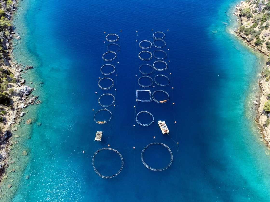 Fish farms on tourism-dependent Poros -- whose mayor is leading protests against the expansion of breeding sites Fish farms on tourism-dependent Poros -- whose mayor is leading protests against the expansion of breeding sites