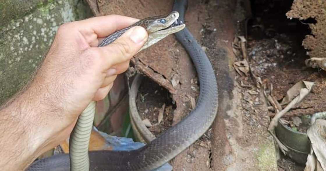 Nick Evans, 1st Black Mamba, Durban, Bellair Nick Evans, 1st Black Mamba, Durban, Bellair