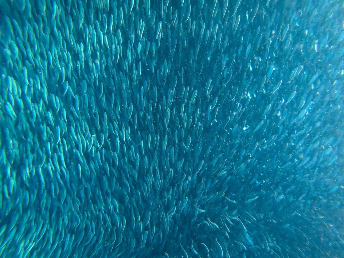 Fish migration Fish migration