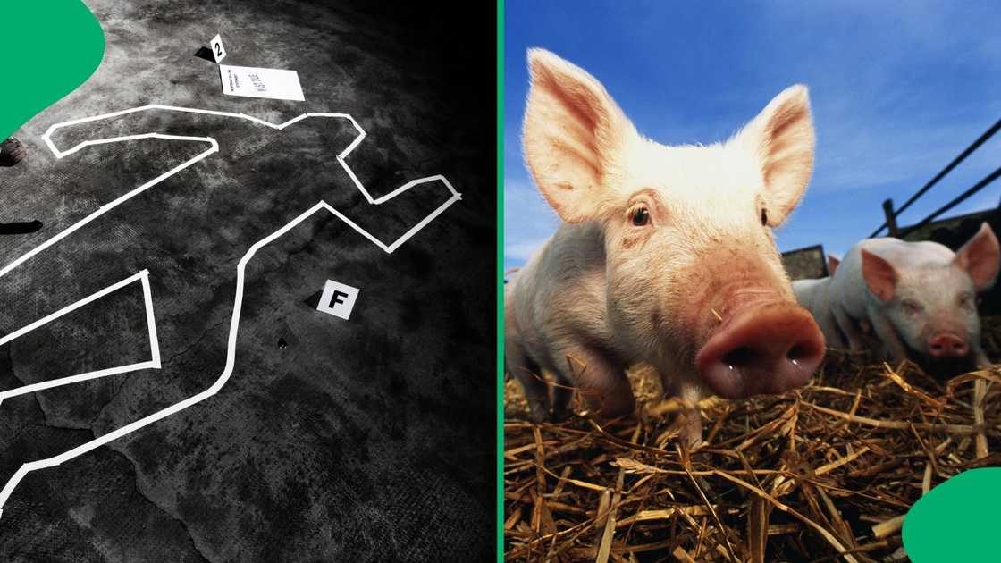 Two women's bodies were found in a pigsty in Polokwane Two women's bodies were found in a pigsty in Polokwane