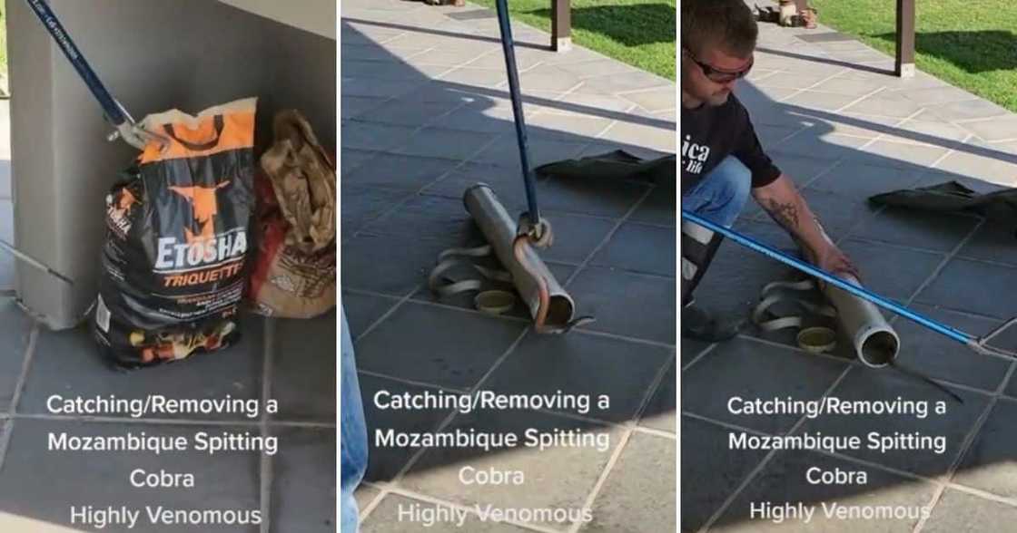 Mozambique Spitting Cobra hidden in braai area Mozambique Spitting Cobra hidden in braai area