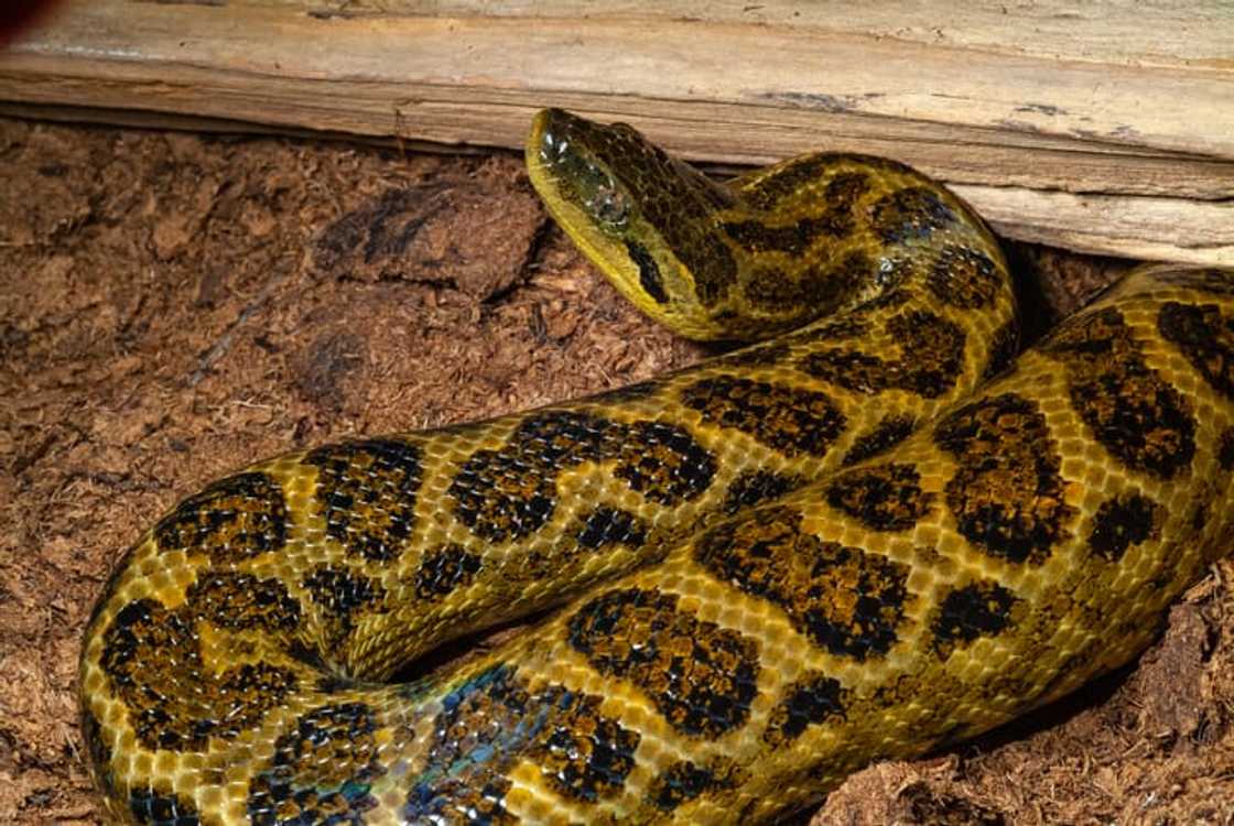 Yellow Anaconda Yellow Anaconda