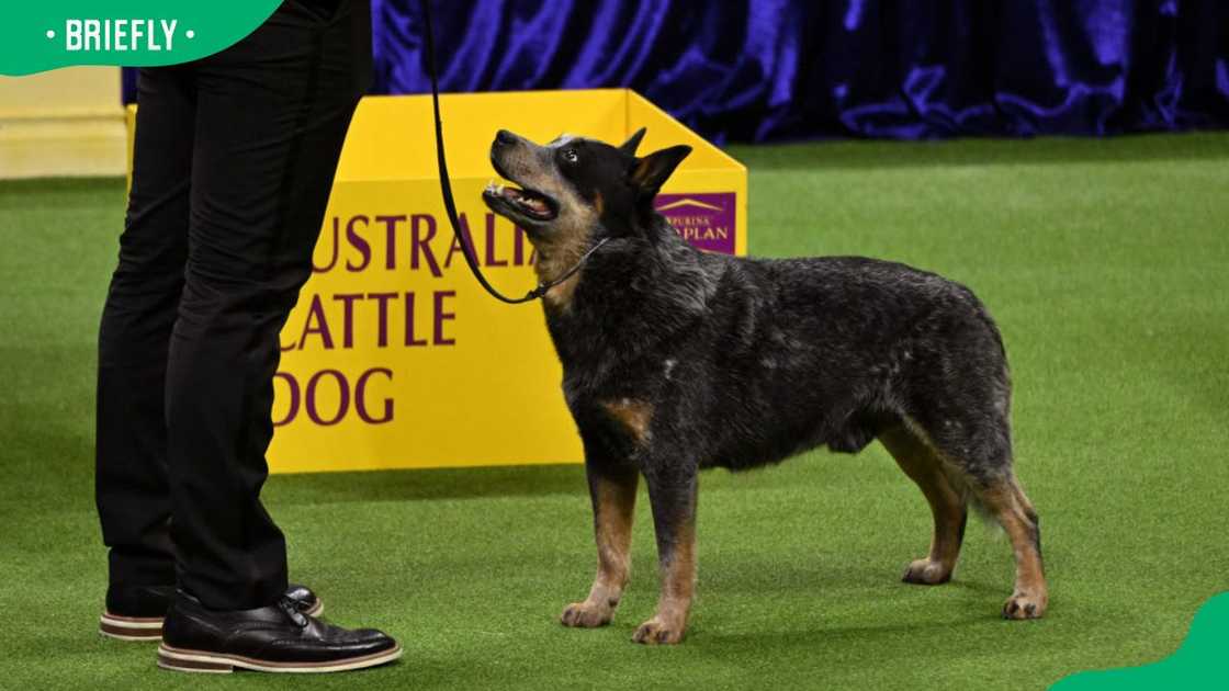 An Australian Cattle Dog at the 147th Annual Westminster Kennel Club Dog Show in 2023