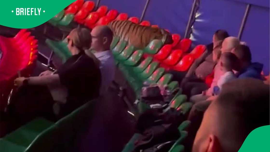 The visual showed people sitting down after the tiger jumped off stage The visual showed people sitting down after the tiger jumped off stage