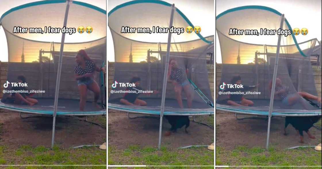 woman trying to get away from a big dog inside trampoline woman trying to get away from a big dog inside trampoline