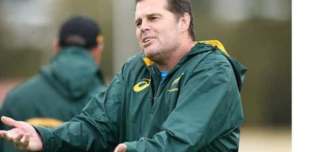 springbok coach springbok coach