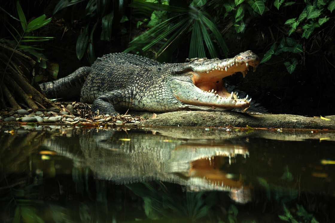 A little boy lost his arm after a crocodile attacked him in the North West A little boy lost his arm after a crocodile attacked him in the North West