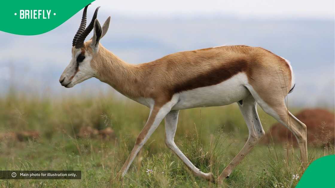 A springbok in the wild.