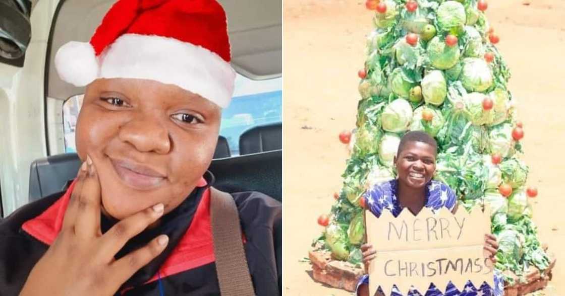 Christmas, Tree, Cabbages, Tomatoes, Apples, Picture, Viral, Twitter, Festive, Holiday, Reactions, Social media Christmas, Tree, Cabbages, Tomatoes, Apples, Picture, Viral, Twitter, Festive, Holiday, Reactions, Social media