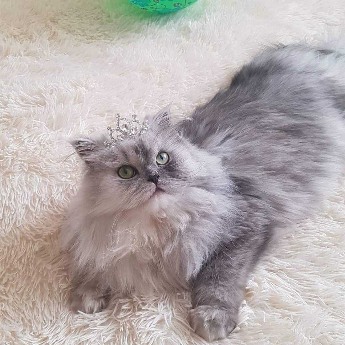 Most expensive cats prices Most expensive cats prices