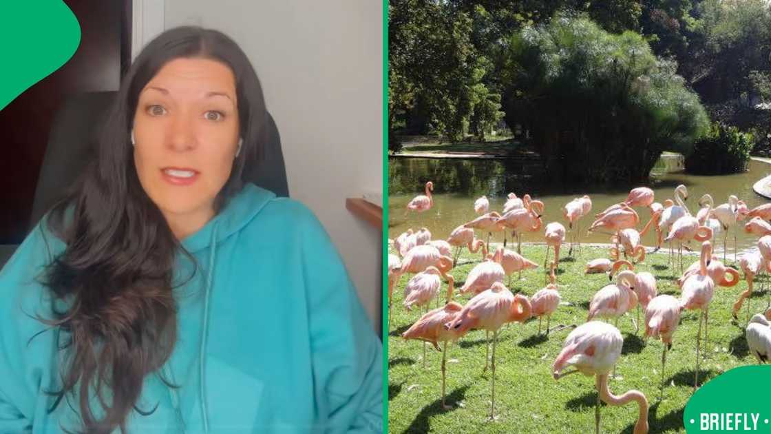 The image on the right showed the flamingos at Pretoria Zoo