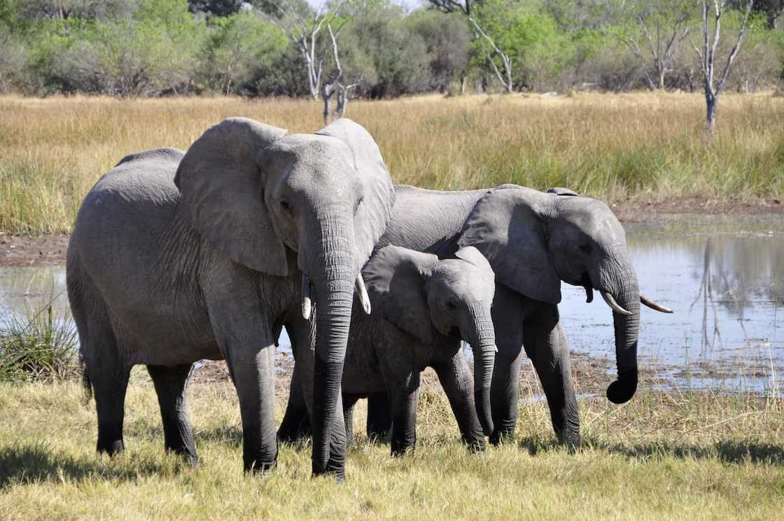pretoria zoo entrance fee in 2024 pretoria zoo entrance fee in 2024
