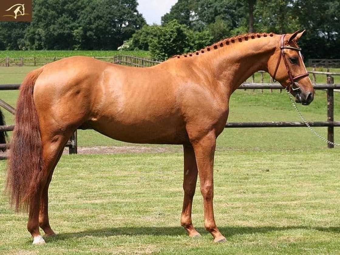 What is the most expensive horse in the world 2021? What is the most expensive horse in the world 2021?